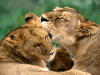 Løver